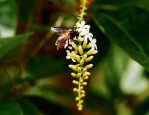 Read more about the article La UE, decidida a prohibir tres insecticides nocius per a les abelles