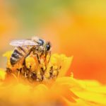 Demostrado: las abejas dejan de volar por culpa de este insecticida