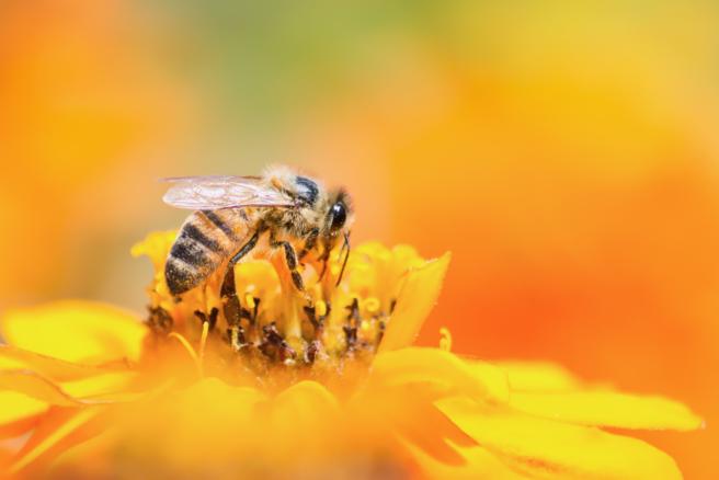 You are currently viewing Demostrat: les abelles deixen de volar per culpa d’aquest insecticida